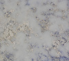 Azul Imperiale EQPM 025